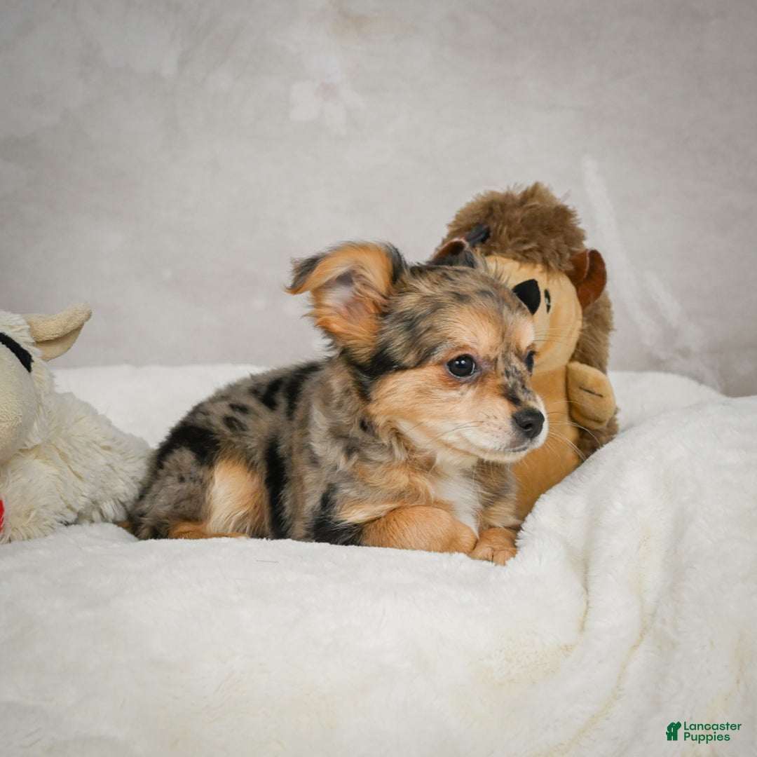 Chihuahua dogs for sale: Jake - Ad 5