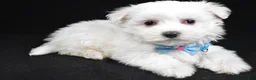 Maltese dogs for sale: Maddox - Ad 2