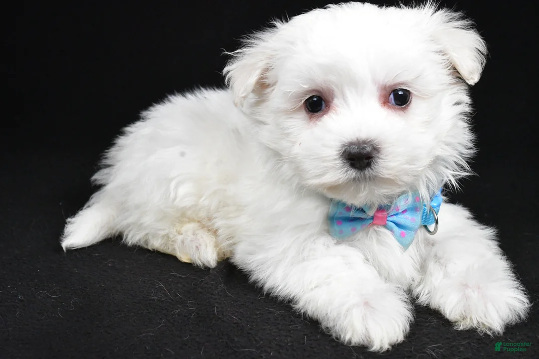 Maltese dogs for sale: Maddox - Ad 2