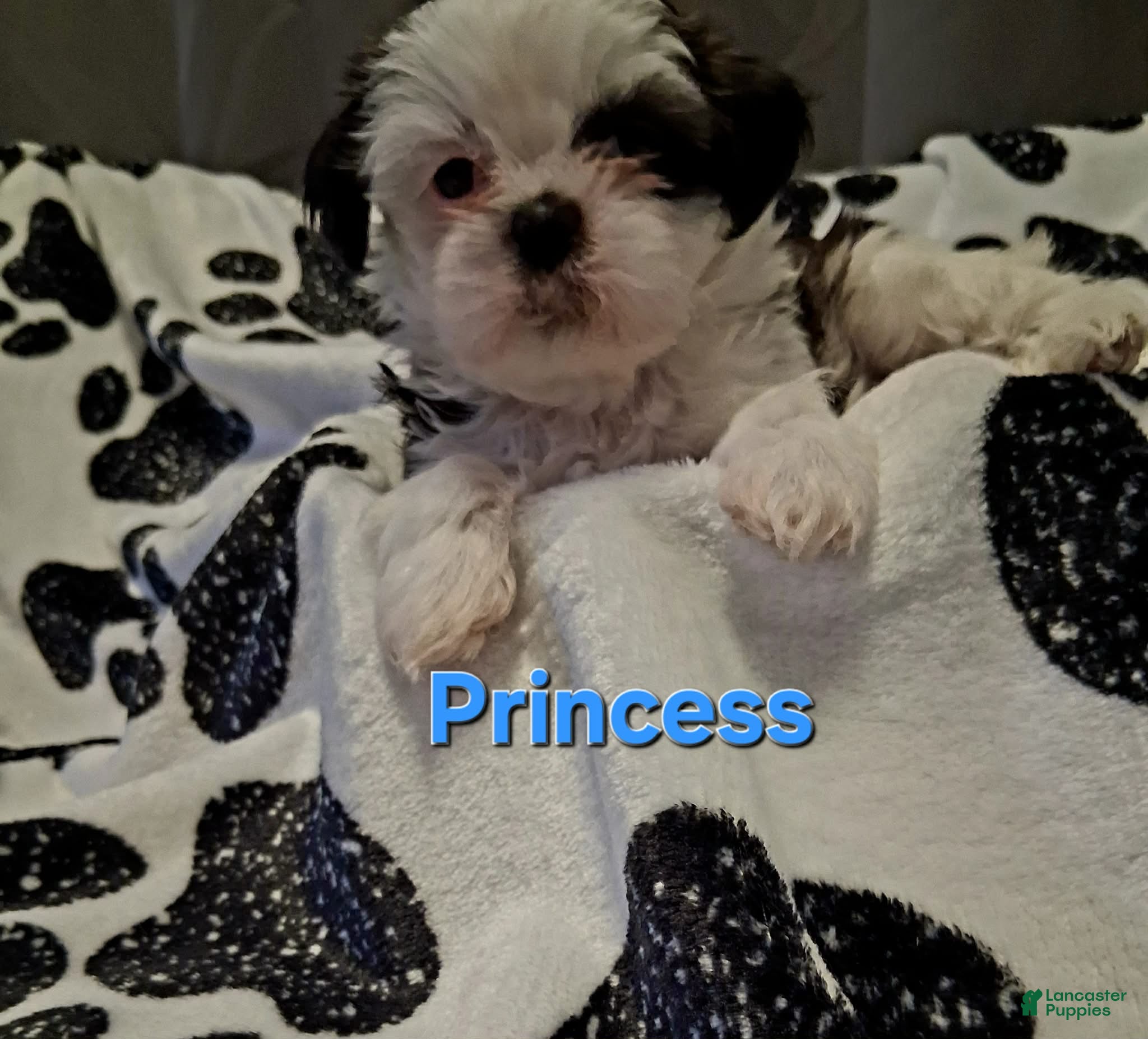 Shih Tzu dogs Princess - Ad 2