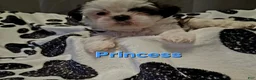 Shih Tzu dogs for sale: Princess - Ad 2