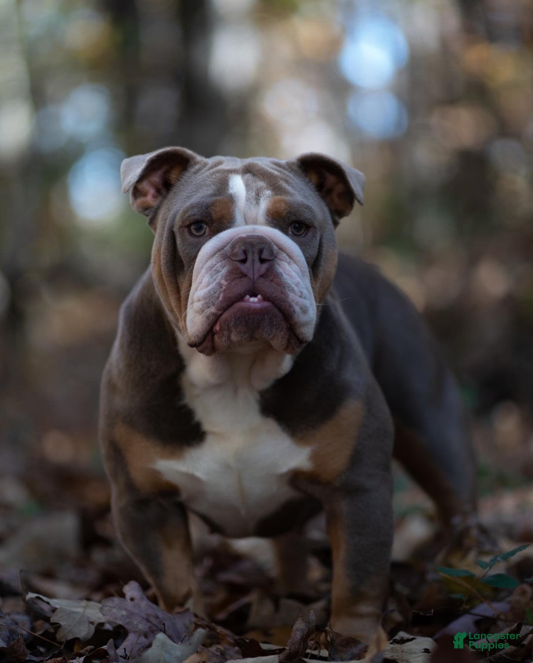 Gallery Image {{count}}