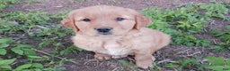 Golden Retriever dogs for sale: Bear - Ad 1