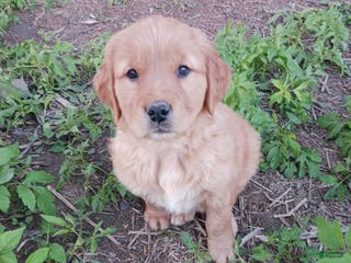 Golden Retriever dogs Bear - Ad 22