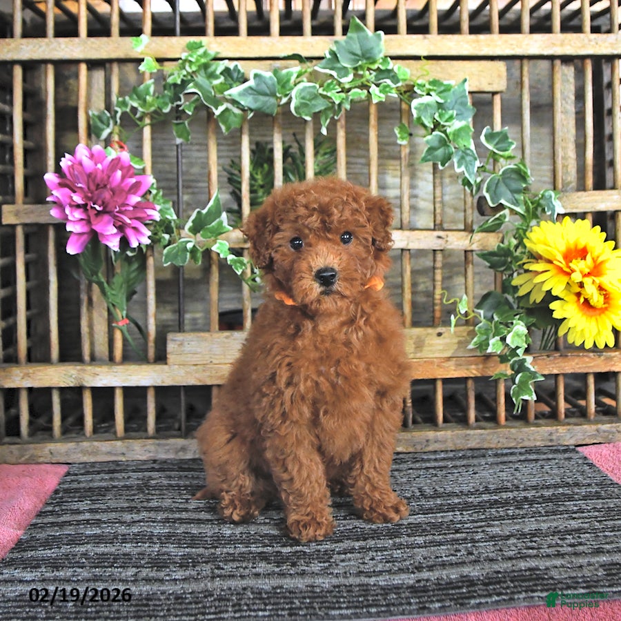 Mini Goldendoodle dogs Peggy - Ad 1