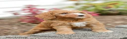 Goldendoodle dogs for sale: Jewel - Ad 11