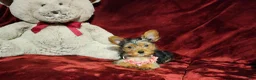 Yorkshire Terrier dogs for sale: *ZOE* - Ad 2