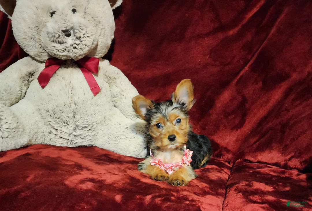 Yorkshire Terrier dogs for sale: *ZOE* - Ad 2