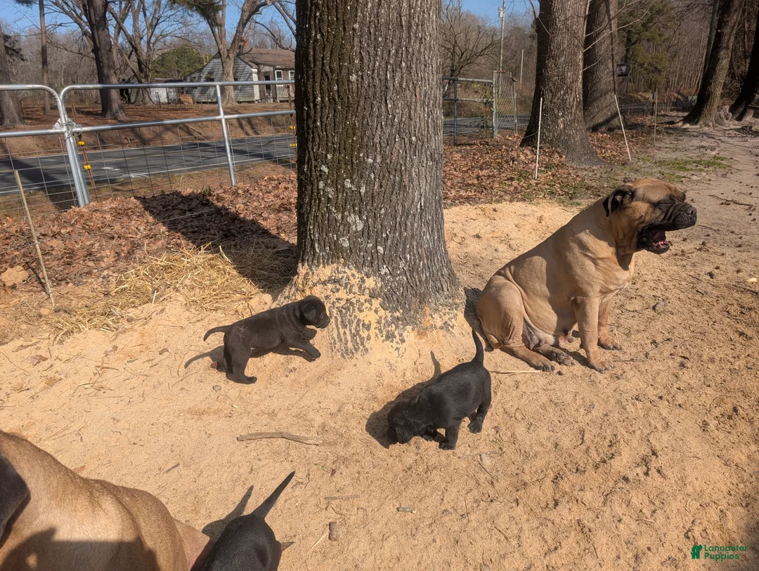 Labrador Retriever dogs for sale: Labrador Retriever Puppy 8 - Ad 1