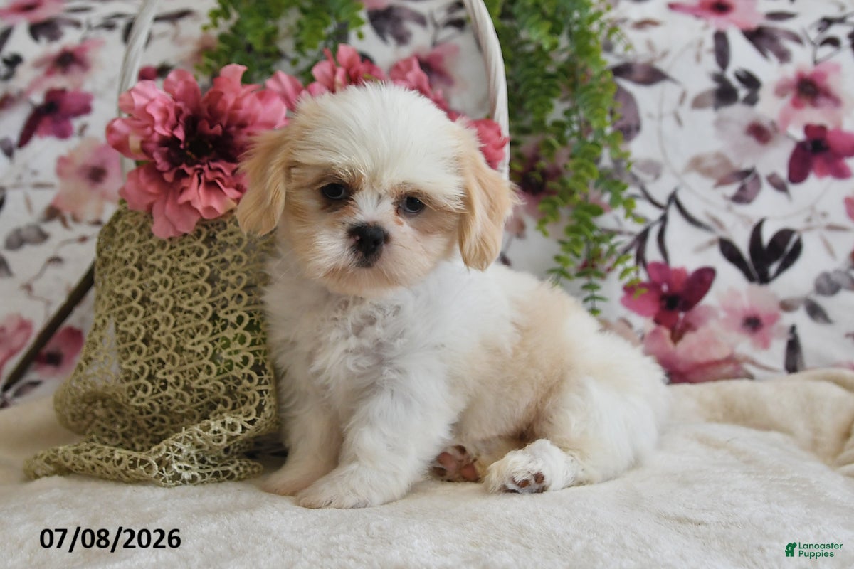 Shih Tzu dogs Mac - Ad 1
