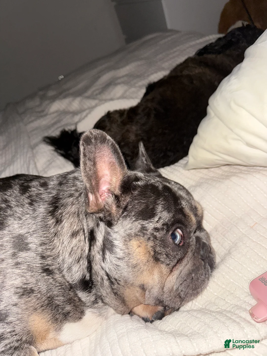 French Bulldog dogs for stud: stud fee - Ad 2