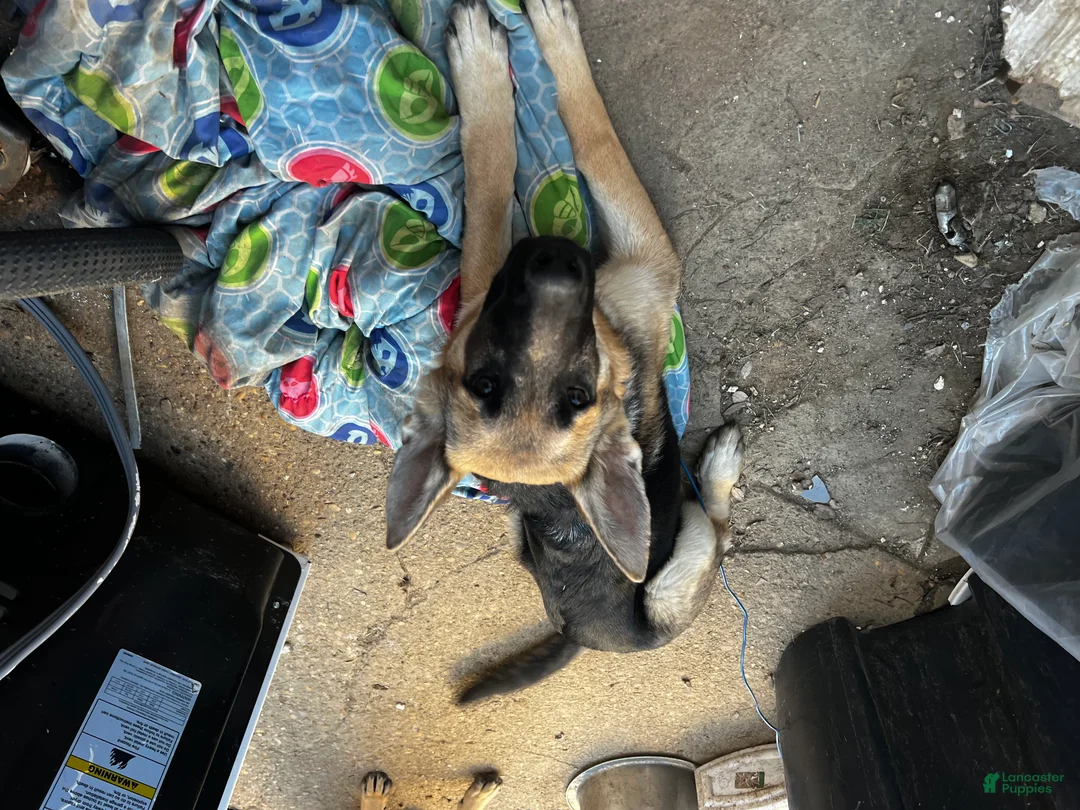 German Shepherd dogs for sale: Buttercup - Ad 1