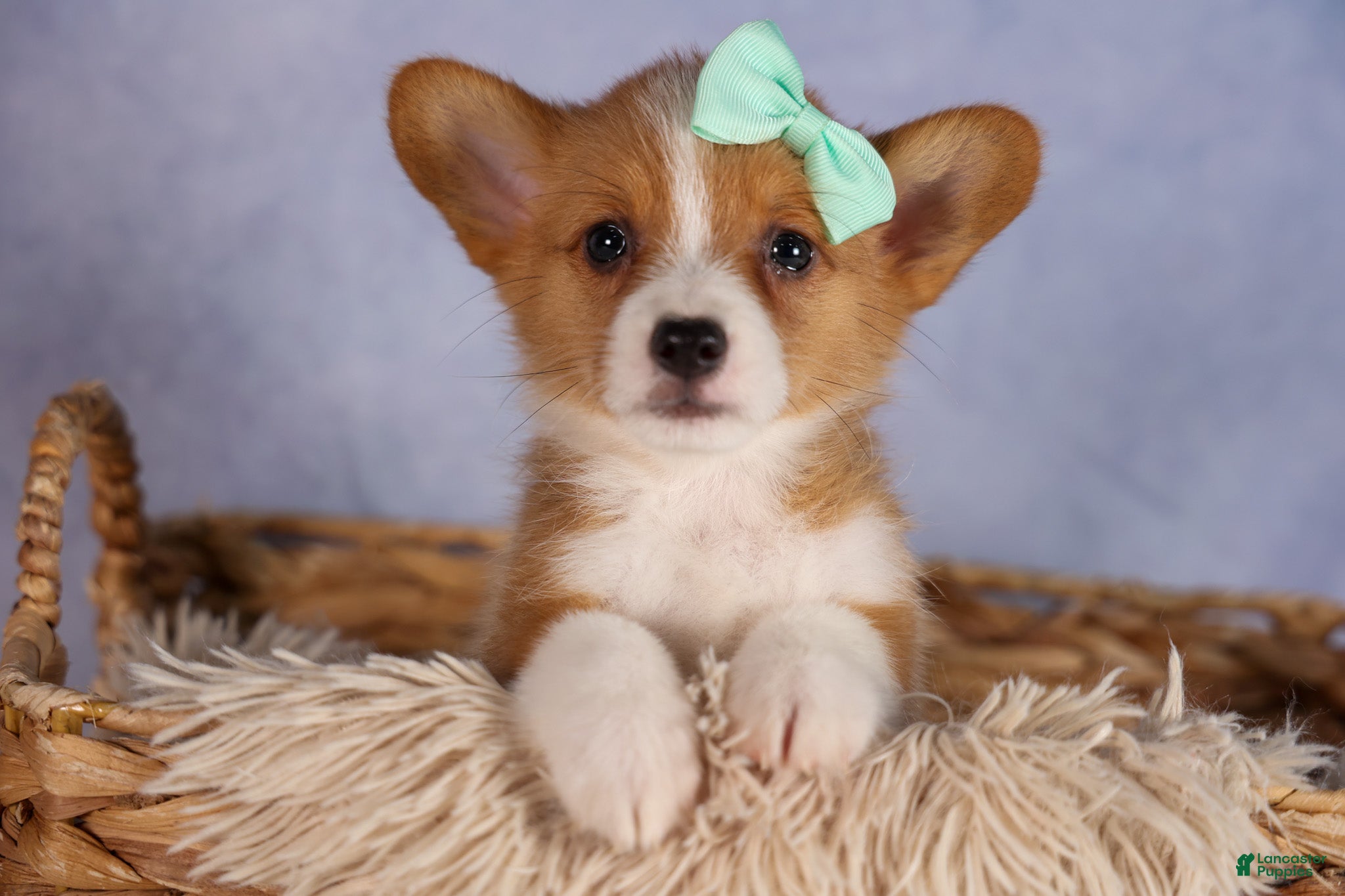 Welsh Corgi Pembroke dogs for sale: Bently🦴 - Ad 1