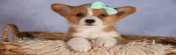 Welsh Corgi Pembroke dogs for sale: Bently💙 - Ad 6