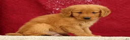 Golden Retriever dogs for sale: Levi - Ad 4