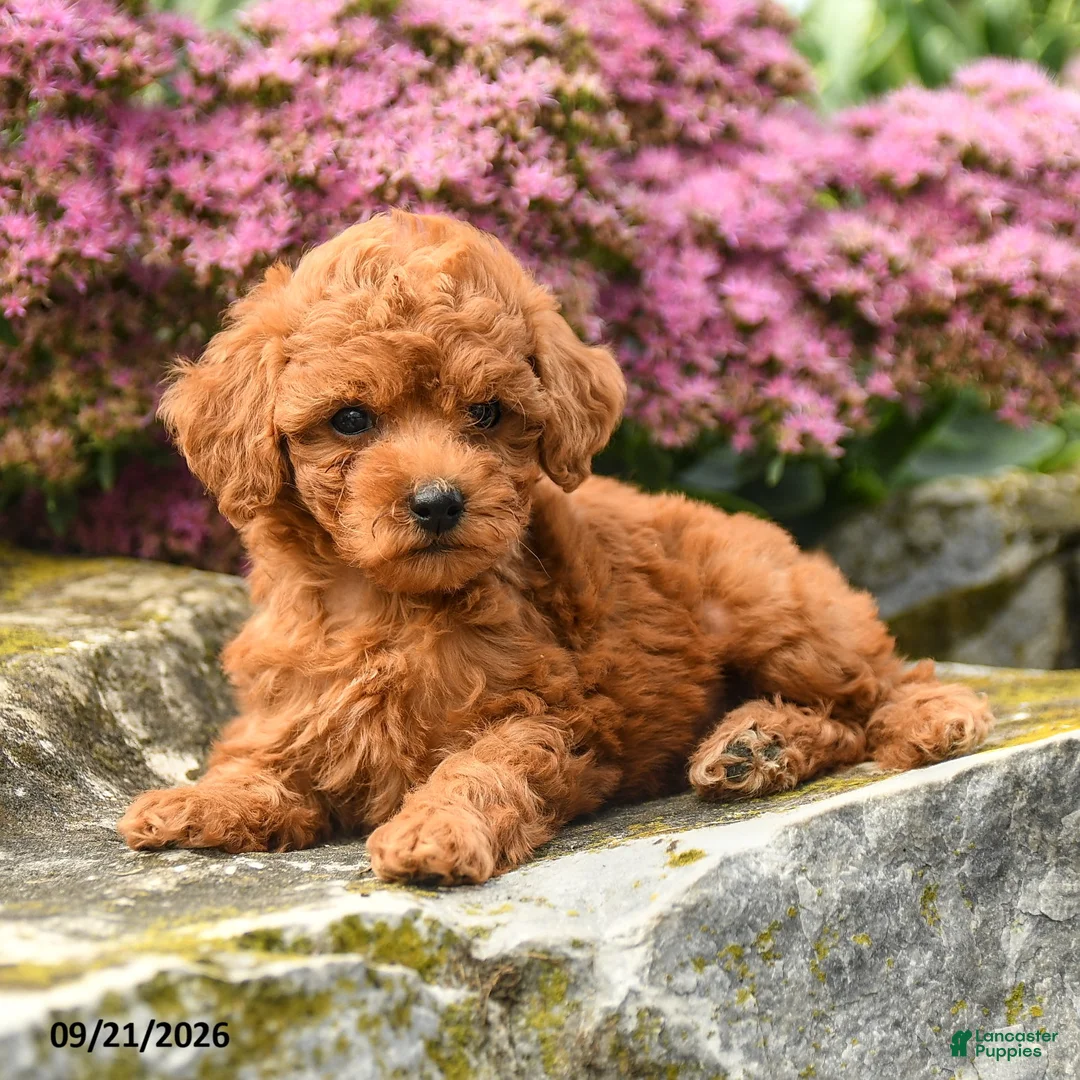 Miniature Labradoodle dogs for sale: Patty - Ad 2