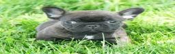 French Bulldog dogs for sale: Hitch - Ad 4