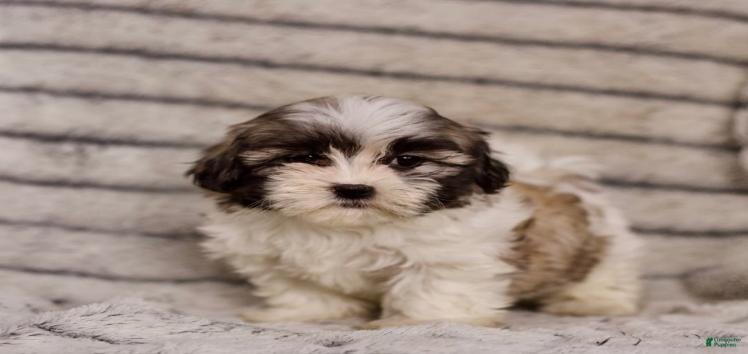 Gallery Image {{count}}