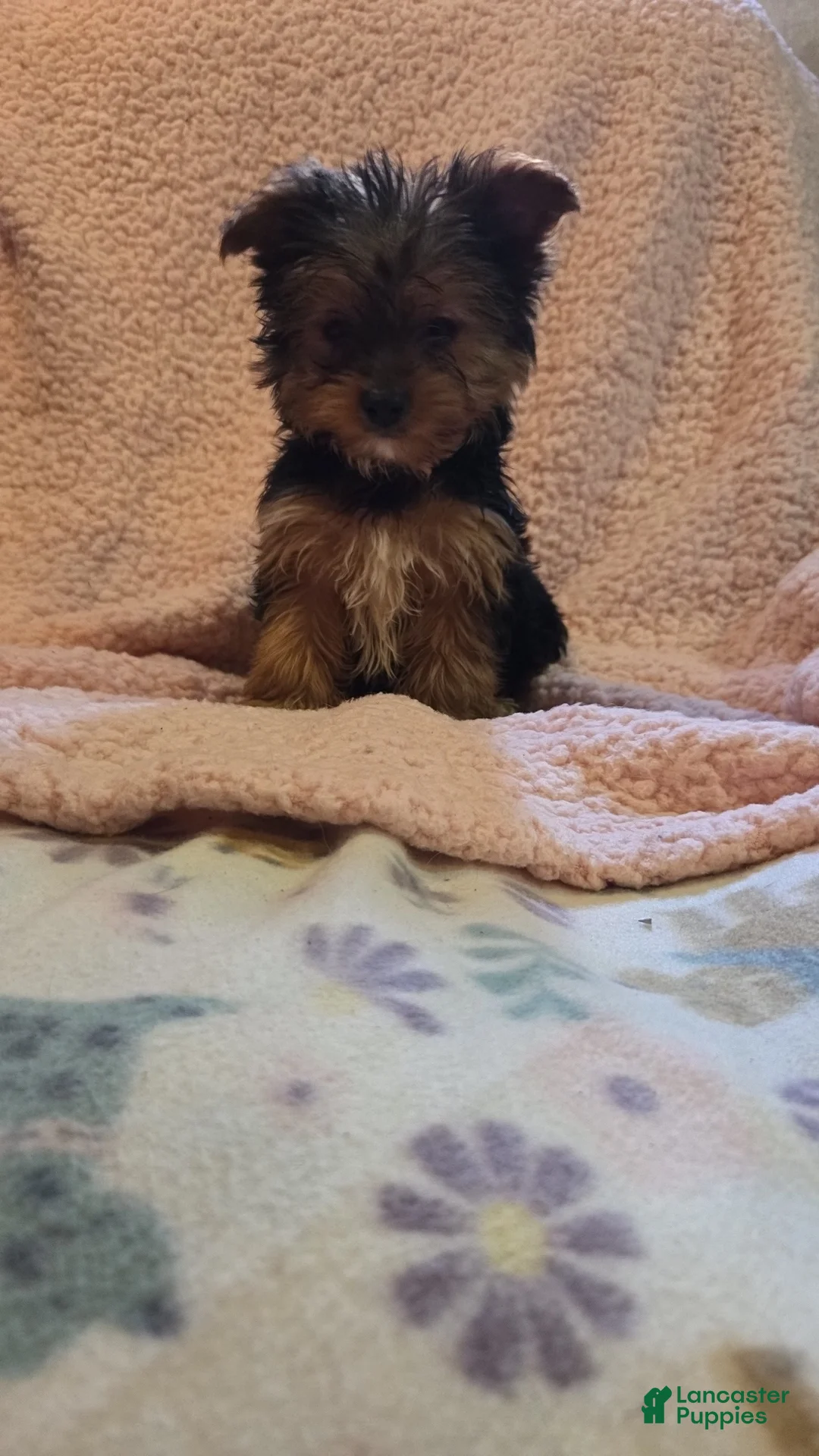 Yorkshire Terrier dogs for sale: Yorkshire Terrier Boy 1 - Ad 2
