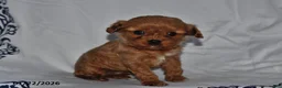 Cavapoo dogs for sale: Rylan - Ad 2