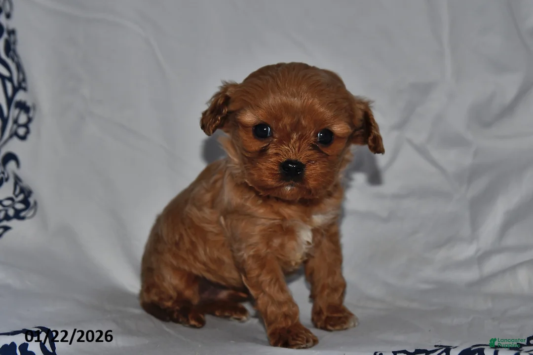 Cavapoo dogs for sale: Rylan - Ad 2