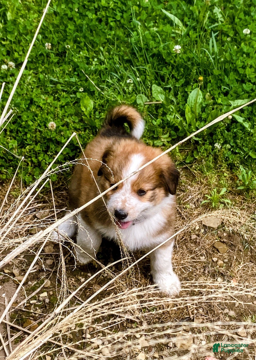 Mixed Breed dogs for sale: ♥️HAPPY GIRL HEIDI♥️ - Ad 2