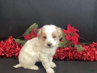 Mini Goldendoodle dogs Walker - Ad 1