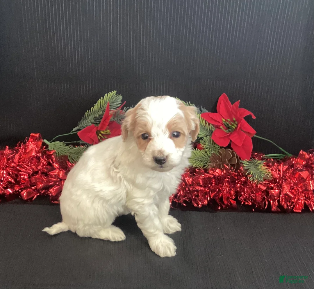 Mini Goldendoodle dogs for sale: Walker - Ad 1