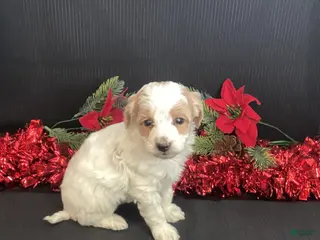 Mini Goldendoodle dogs Walker - Ad 1