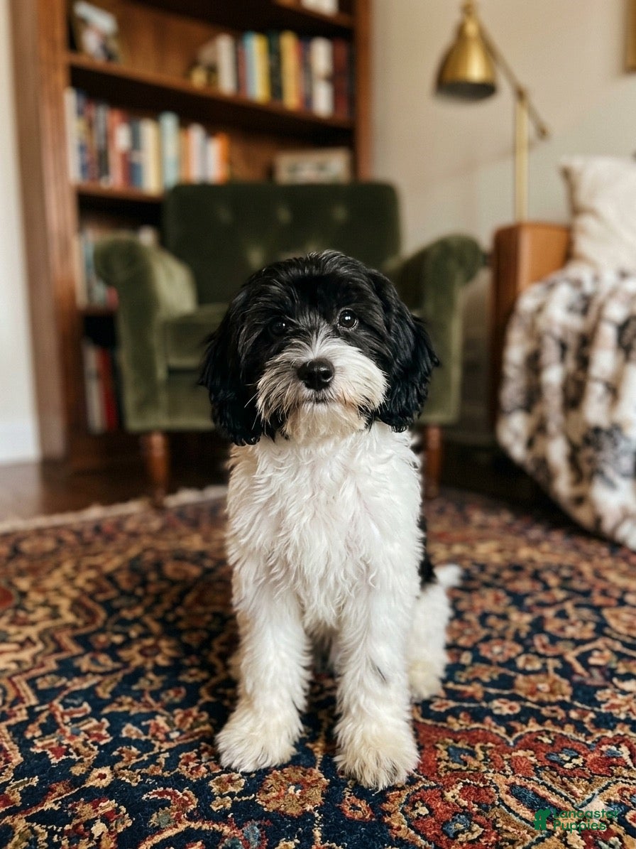 Mini Sheepadoodle dogs Rosalie - Ad 2