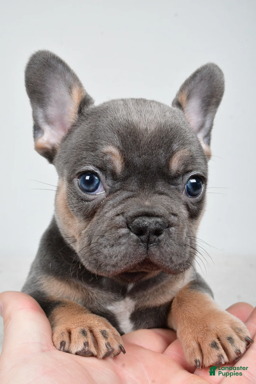 French Bulldog dogs for sale: Buddy - Ad 2