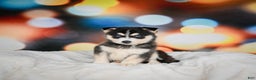 Pomsky dogs for sale: Pablo - Ad 1