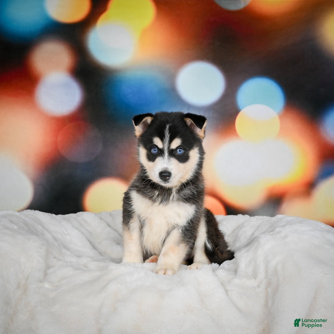 Pomsky dogs for sale: Pablo - Ad 1