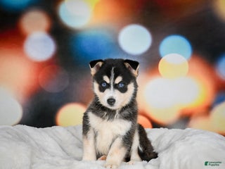 Pomsky dogs Pablo - Ad 6