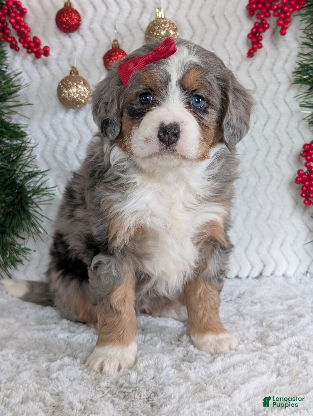 Mini Bernedoodle dogs for sale: Mini Daisy  - Ad 7