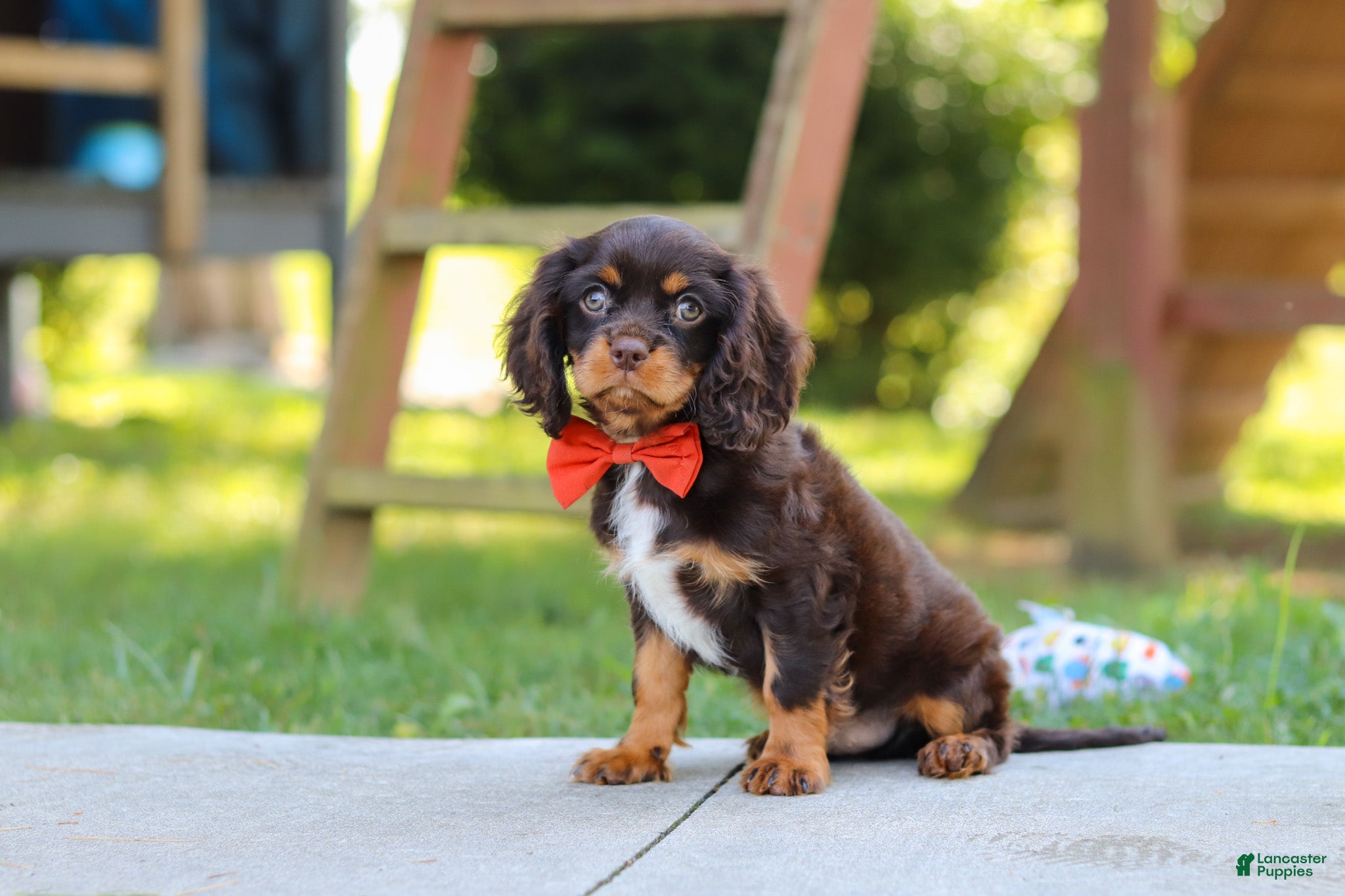 Cavalier King Charles Spaniel dogs Chico - Ad 2