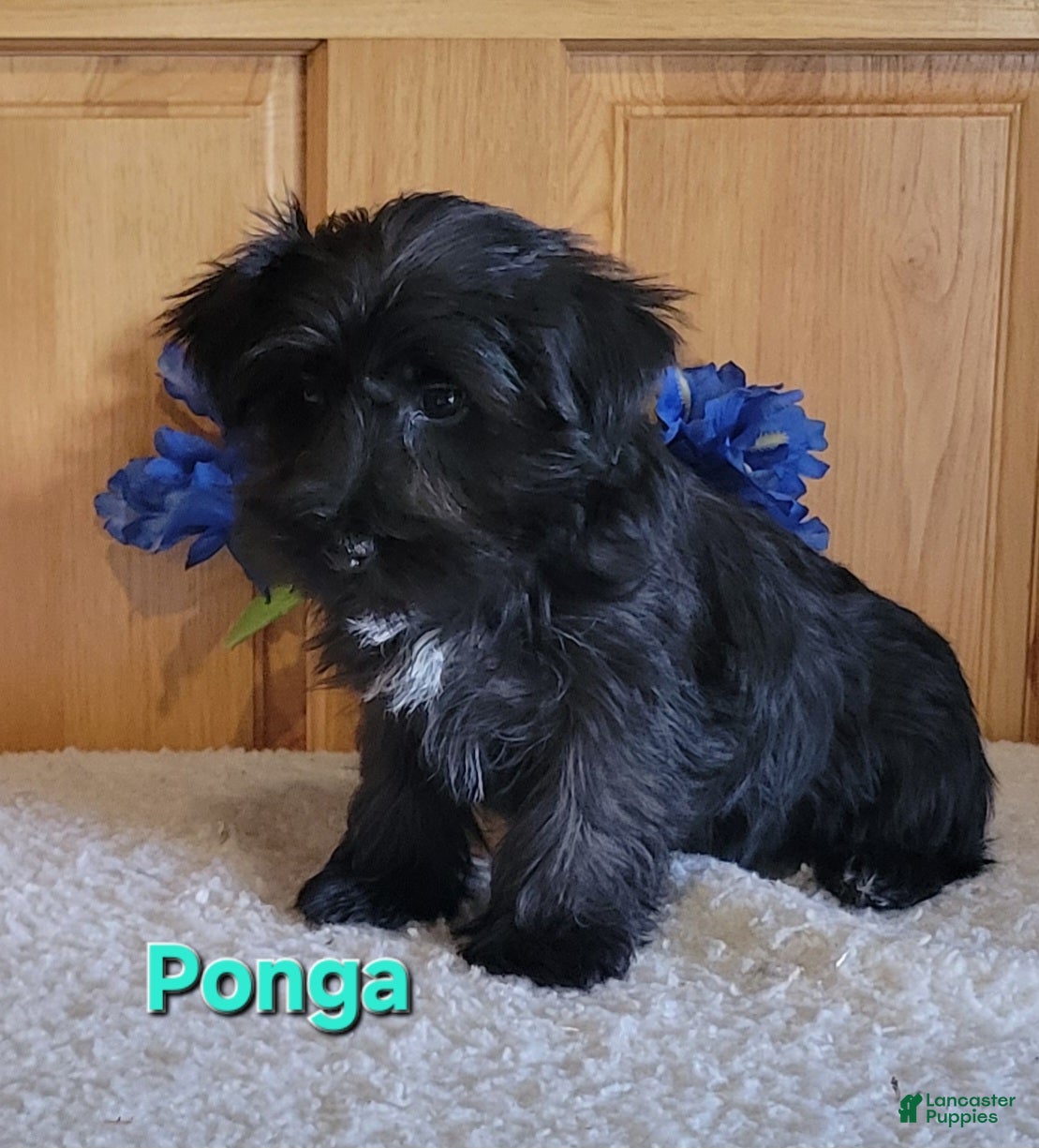 Morkie dogs Ponga - Ad 1