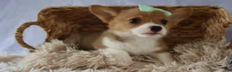 Welsh Corgi Pembroke dogs for sale: Zella 💗 - Ad 12