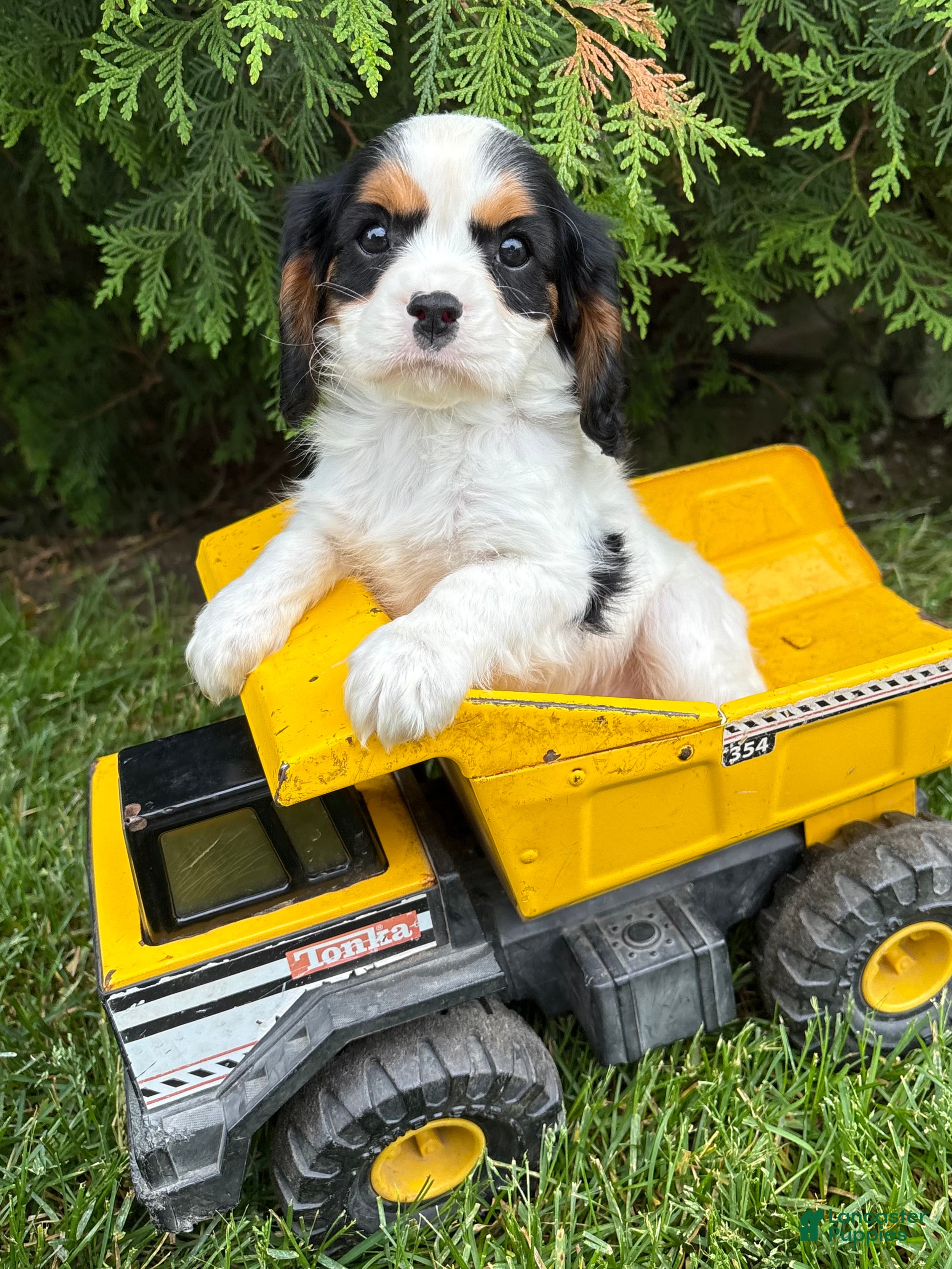 Cavalier King Charles Spaniel dogs Charlie - Ad 1