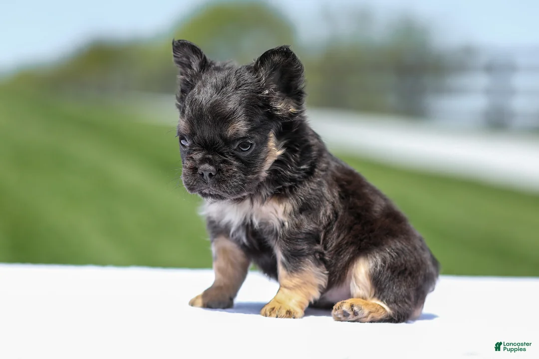 French Bulldog dogs for sale: Jade - Ad 1