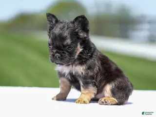 French Bulldog dogs for sale: Jade - Ad 2