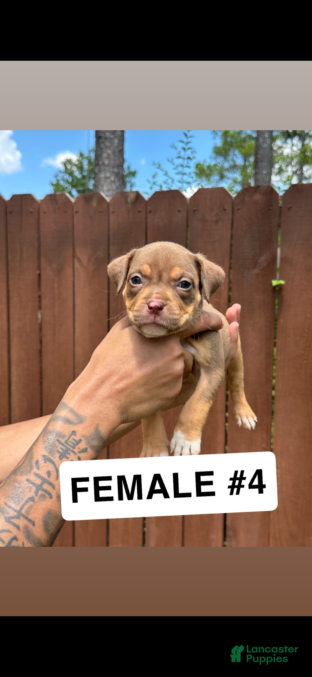 American Bully dogs for sale: American Bully Puppy 5 - Ad 1