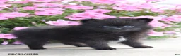 Pomeranian dogs for sale: Theo - Ad 3