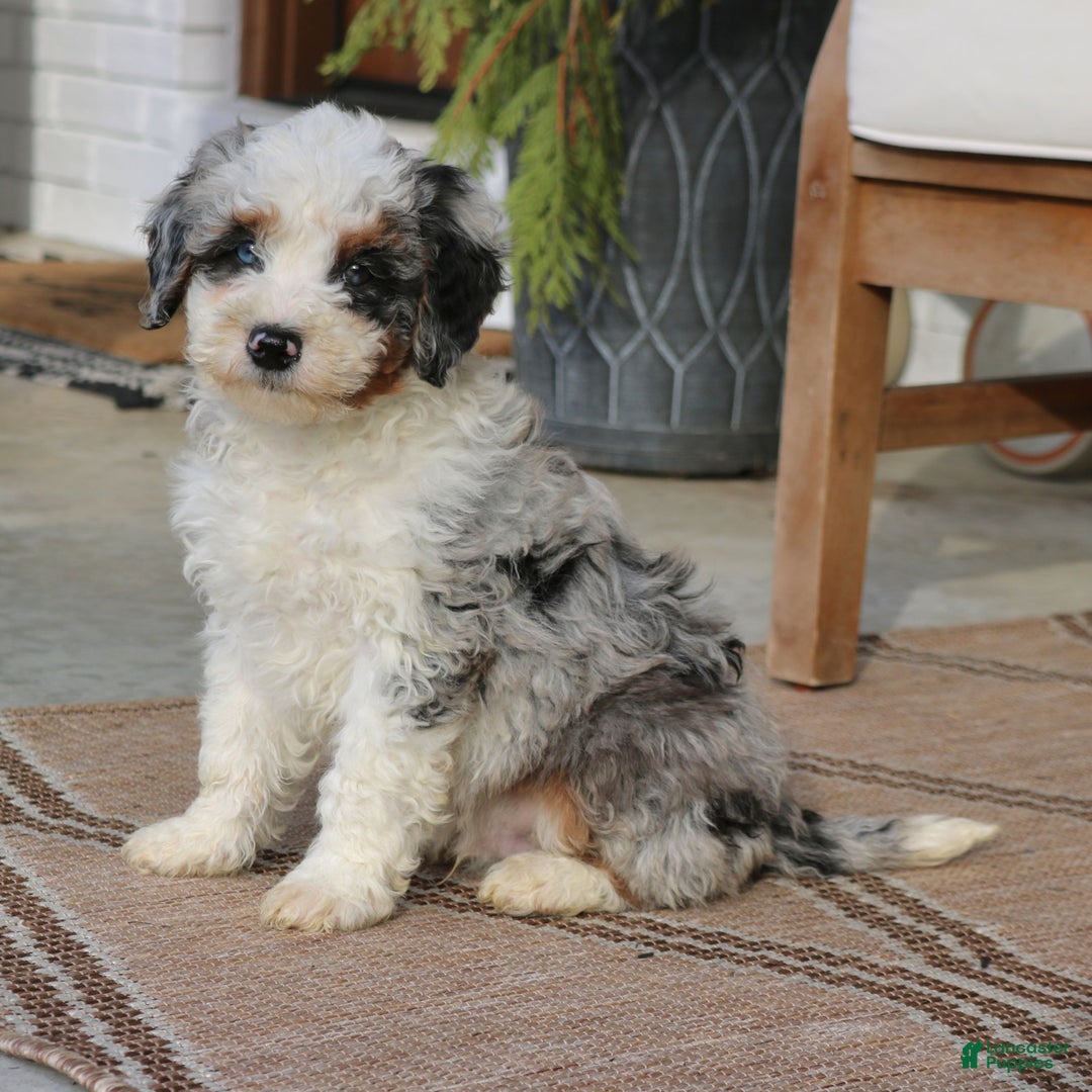 Mini Bernedoodle dogs for sale: Juno  - Ad 2