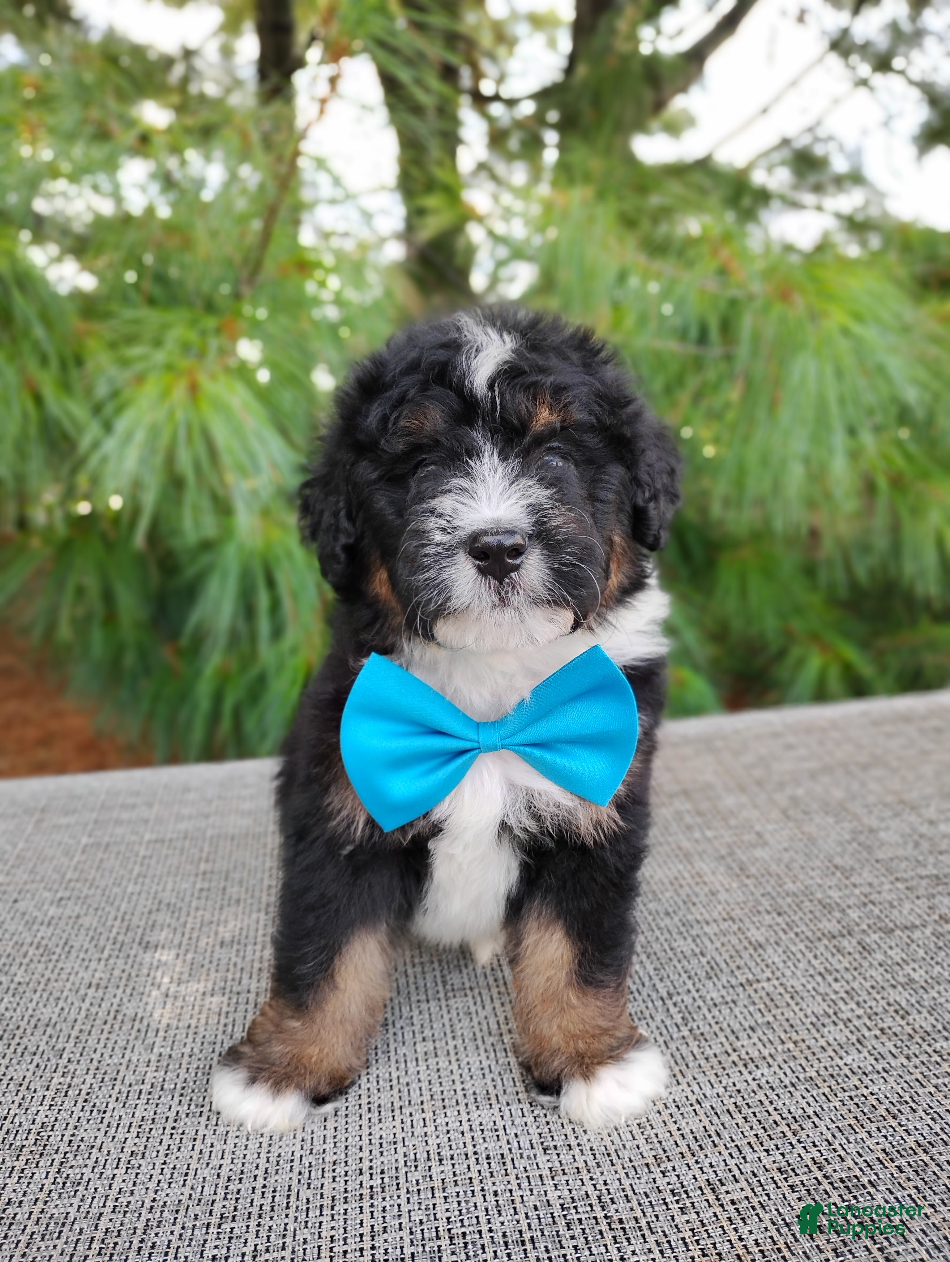 Bernedoodle dogs Mocha - Ad 1