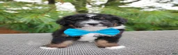 Bernedoodle dogs for sale: Mocha - Ad 1