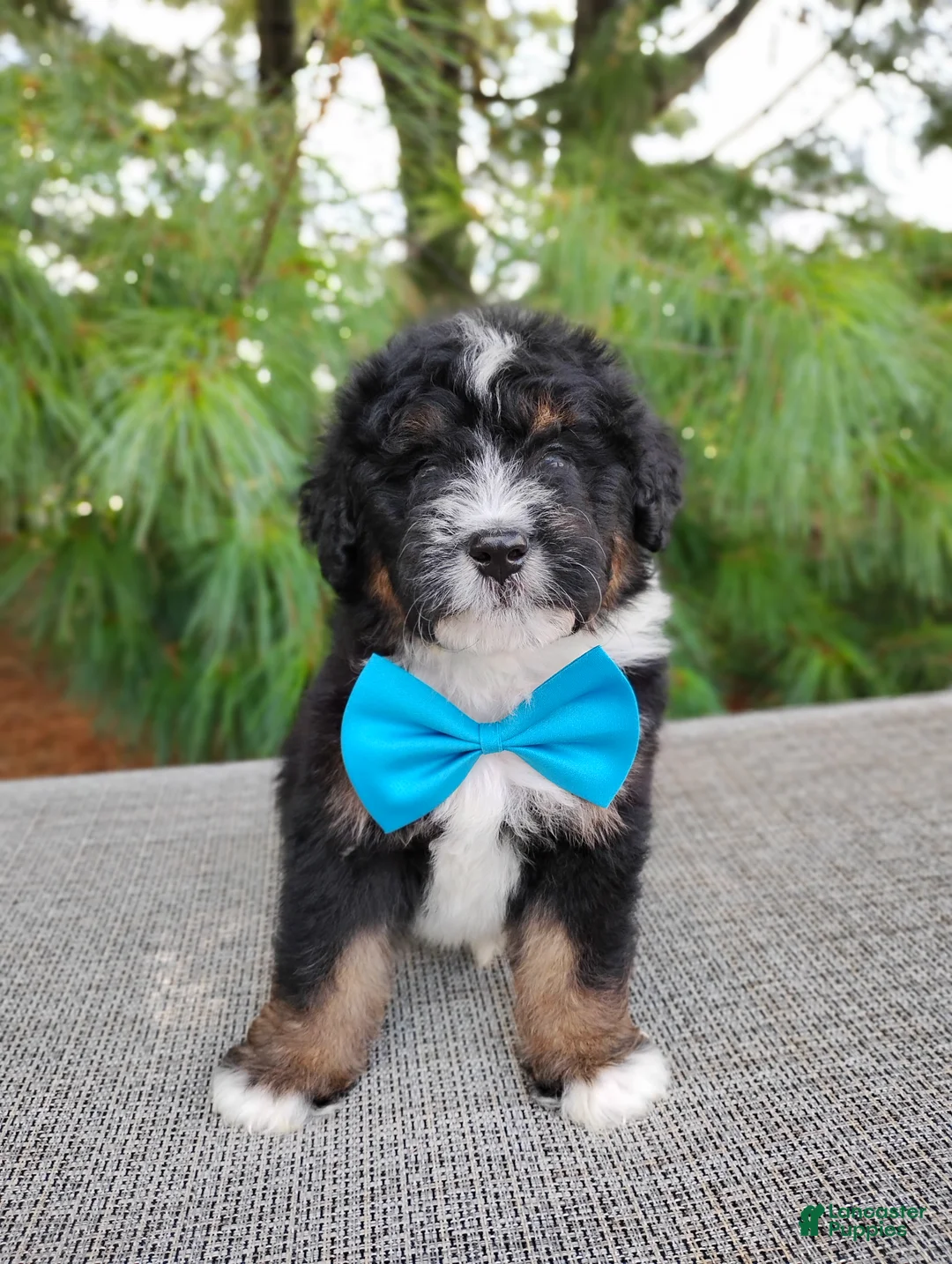 Bernedoodle dogs for sale: Mocha - Ad 1