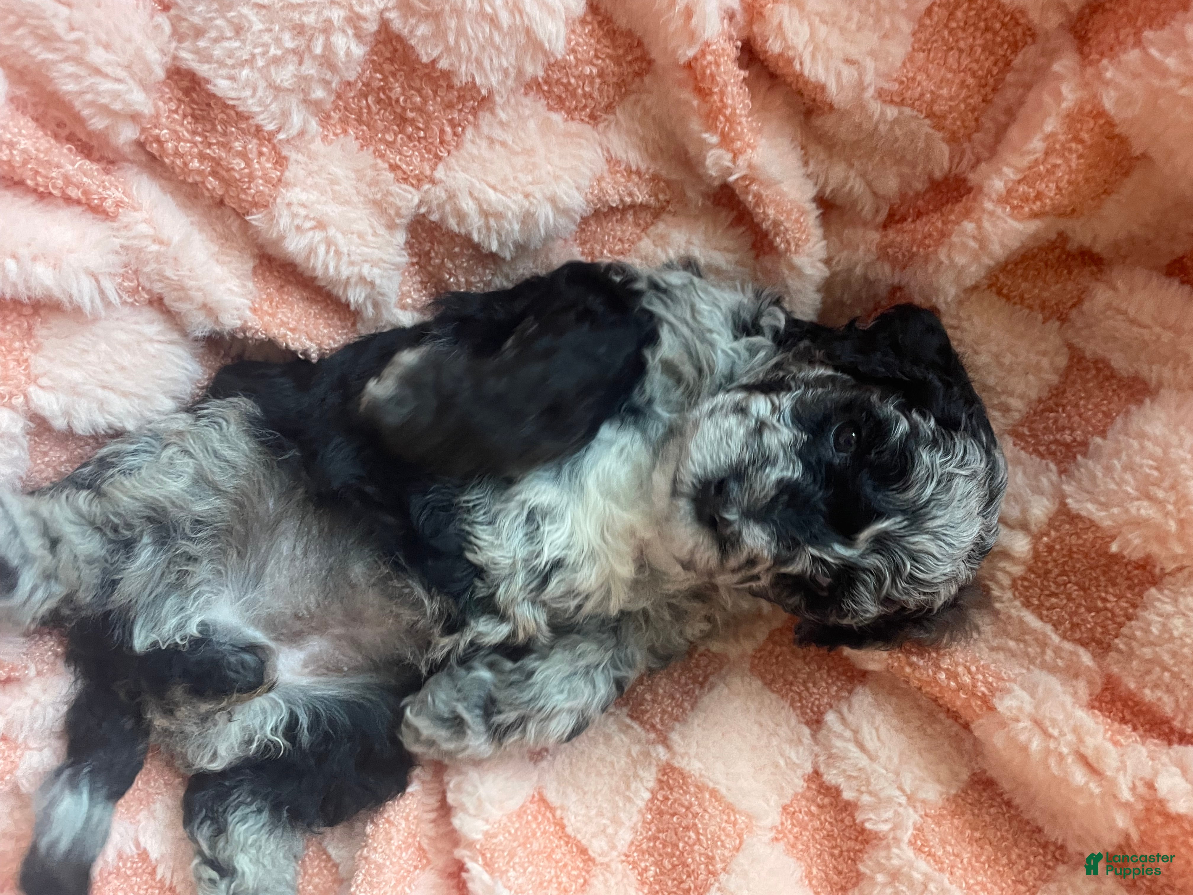 Labradoodle dogs Willow - Ad 2