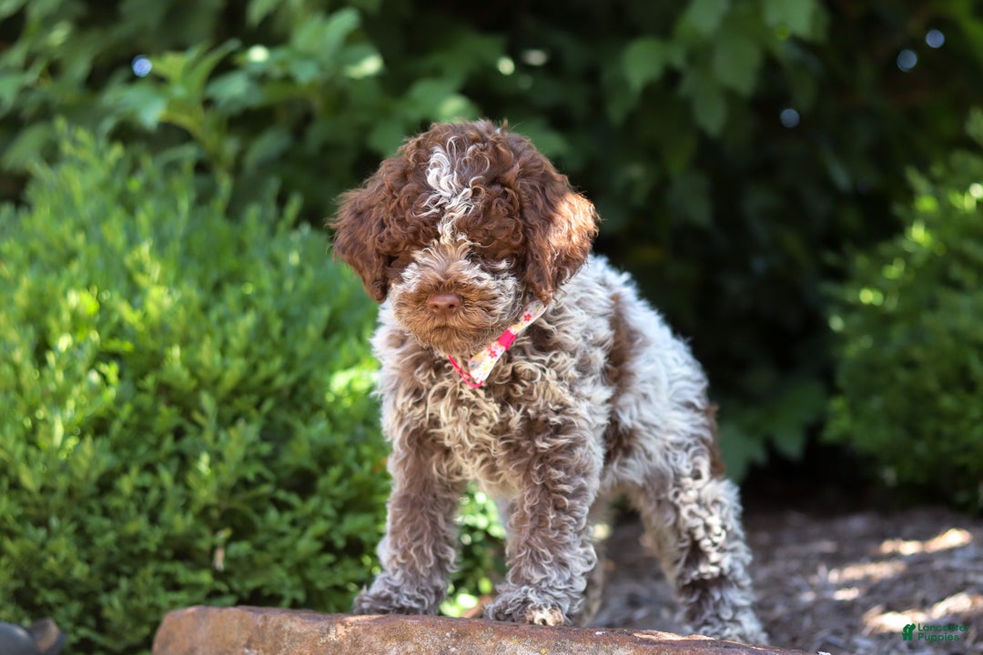 Lagotto Romagnolo dogs for sale: Mia - Ad 17