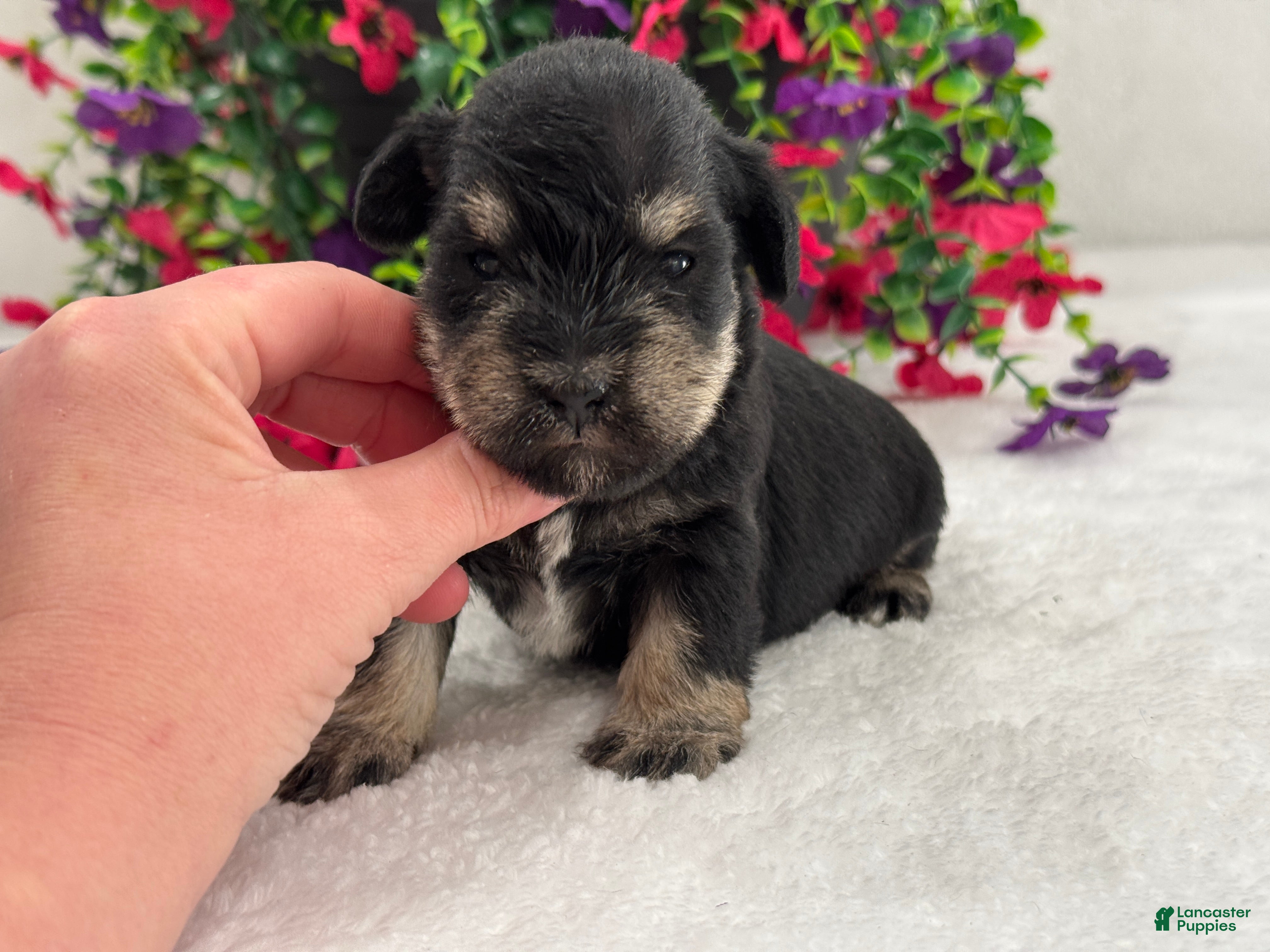 Miniature Schnauzer dogs Mae Female 1 - Ad 12
